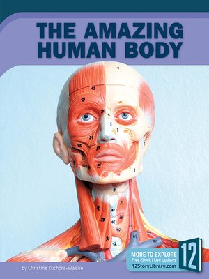 cover image of The Amazing Human Body